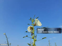 Image result for Hibiscus diversifolius