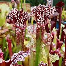 Image result for Sarcophyte