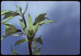 Image result for Nervilia bicarinata