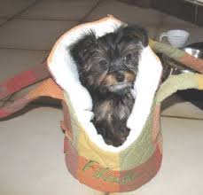 Tuto Sac Pour Toutou Tuto Couture Pour Bebe Tuto Pour Toutou Divers Sac Pour Chien Sac Transport Chien Diy Pour Chien