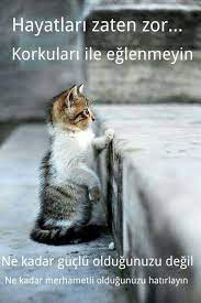 anlamli guzel sozler resimli guzel sozler kuaza cats dog cat adorable kitten