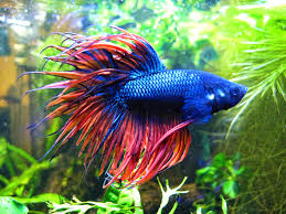 My Ct Betta Betta Fish Betta Siamese Fighting Fish