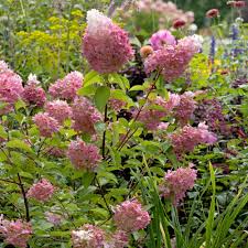 Image result for Julbernardia paniculata