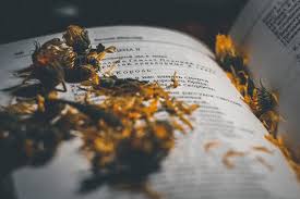Some cool yellow things from my faraday rotation project. Yellow Word Book Free Photo On Pixabay