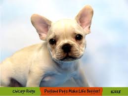 French bulldog puppies for sale. French Bulldog Puppies Petland Chicago Ridge