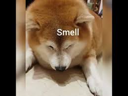 Check spelling or type a new query. Fat Doggo Eating Youtube