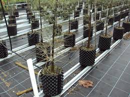 Has anyone else used root pruning containers, and how would you rank their efficacy? Root Trainer Wikipedia