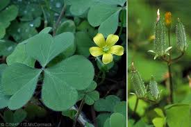 Image result for Oxalis corniculata