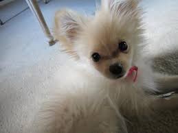 Black And White Papillon Pomeranian Mix My Dog Luna Pomeranian Papillon Mix Papillon Mix Cute Animals Pomeranian Mix