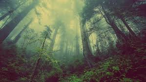 Wild forest deep forest blue forest picture tree slytherin aesthetic fantasy places rainbow aesthetic scenery colours. Hd Wallpaper Green Forest 4k Threes Fog 5k Wallpaper Flare