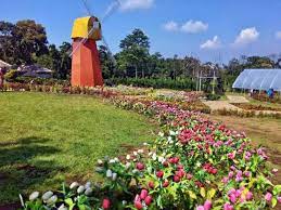 Taman Bunga Celosia Tiket 6 Spot Selfie Keren Maret 2021 Travelspromo