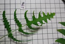 Image result for Blotiella