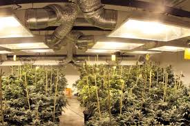 Posted by hc mcdoledecember 21, 2020. The 21 Best Growroom Tips And Tricks From Pros High Times