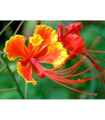 Image result for Caesalpinia rubra