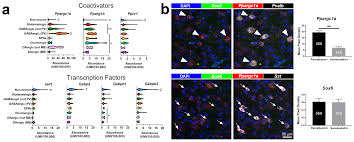 How many pz do you want to add? Cells Free Full Text Dysregulation Of Pgc 1a Dependent Transcriptional Programs In Neurological And Developmental Disorders Therapeutic Challenges And Opportunities Html