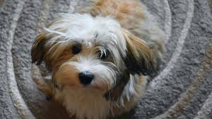 Havanese poodle mix puppies for sale in california. Top 5 Havanese Haircut Styles In 2019 The Dog People By Rover Com