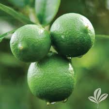 Image result for Citrus × aurantiifolia