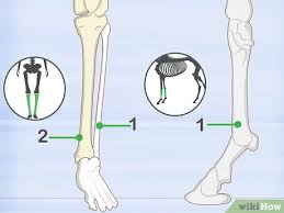 Our latest youtube film is ready to run. How To Identify Human Bones 15 Steps With Pictures Wikihow