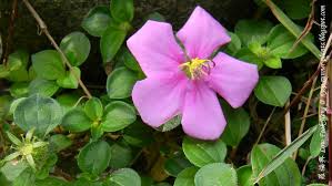 Image result for Heterotis canescens