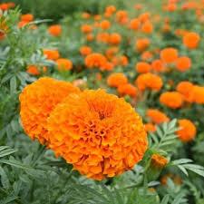 Bukan tanpa alasan, hal ini karena bunga marigold memiliki bentuk mahkota bertumpuk. Bibit Benih Bunga Marigold Lazada Indonesia