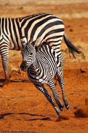 Http Lifesaboutcolor Tumblr Com Baby Zebra Zebras Zebra