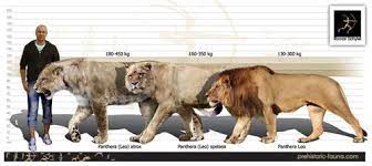 Size Comparison Of The American Lion Left Prehistoric Animals Ancient Animals American Lion