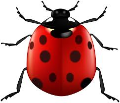 Lady Bug Png Clipart Gallery Yopriceville High Quality Images And Transparent Png Free Clipart All of our files are in svg cuts png & jpg format so, our shapes are also the cuttest clipart and digital scrapbooking images available. gallery yopriceville