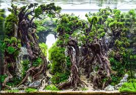 2017 AGA Aquascaping Contest - #592