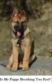 When dogs are breathing unusually fast, they are said to be suffering from tachypnea. Is My Puppy S Rapid Breathing Normal Or Should I Worry Dog Discoveries