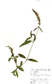 Image result for Justicia anagalloides