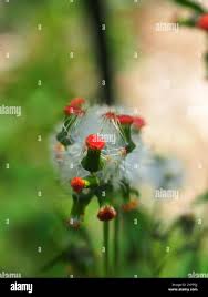 Image result for Crassocephalum picridifolium