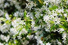Bunga ini juga memiliki aroma yang harum dan mampu bertahan di tempat yang cukup banyak terkena sinar matahari atau bahkan pada curah hujan tinggi dan bunga alamanda termasuk dalam kategori perdu berkayu dengan tinggi dapat mencapai sekitar 2 meter. Jika Nak Kediaman Sentiasa Harum Dan Segar Ini 10 Bunga Pewangi Asli Popular Yang Wajib Anda Tanam Impiana