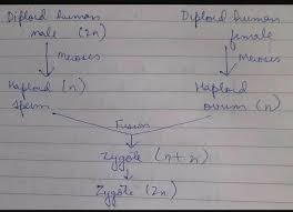 Check spelling or type a new query. How Does Zygote Has Diploid Chromosome Show It I Chart Brainly In