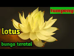 Lotus bunga teratai bahan eva palsu tanaman air mengapung kolam 10 cm. Wn Cara Membuat Bunga Lotus Dari Bawang Bombay