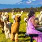 Alpaca Piano Picnic