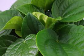 The coin leaf peperomia is suitable for bright, part sunny or light shaded places. Peperomia Rana Verde Rana Verde Eden Collection Smit Kwekerijen