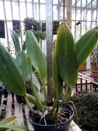 Maybe you would like to learn more about one of these? Tips Merawat Anggrek Cattleya Tumbuh Baik Dan Rajin Berbunga Jual Anggrek Murah