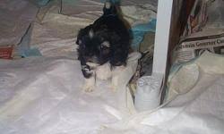 Daily grooming is essential for the shih tzu. Shih Tzu Puppies Price 385 00 For Sale In Virginia Beach Virginia Best Pets Online