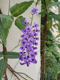 Image result for Hardenbergia