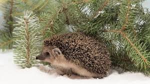 Welche Tiere Sie Jetzt Futtern Sollten Und Welche Nicht Tiere Wilde Tiere Igel Bilder