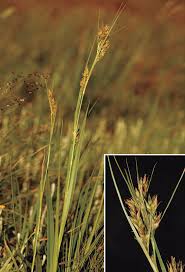 Image result for Schoenoxiphium