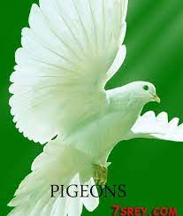 نتائج البحث عن صور عالية الجودة animals pigeon