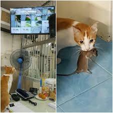 Smart Worker Funny Post Funny Animal Pictures Funny Cat Pictures Funny Animals