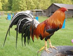 Jun 13, 2021 · korban tewas ditusuk dari belakang saat menonton sabung ayam di desa nilo dingin, kecamatan lembah masurai, kabupaten merangin merangin, pada selasa (8/6/2021) lalu. Jenis Ayam Yang Sering Digunakan Pada Arena Sabung Ayam Filipina Ayamvita Sabung Ayam Online Terbaru 2018