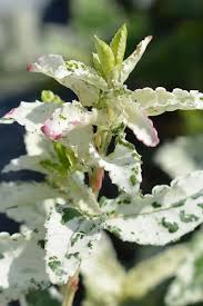 Image result for Euonymus fortunei