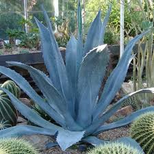 Image result for Agave americana