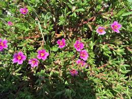 Image result for Portulaca
