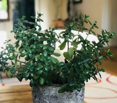 Plante grasse feuille verte et blanche. Crassula Ovata Exposition Arrosage Et Conseils D Entretien