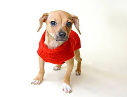 For its part, new york city requires all dog owners to use a leash that is no more than 6 feet when out of the owner's property. Blog Post Dog Portraits Nyc Pet Photography New York City