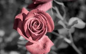 We did not find results for: Hd Wallpaper Flowers Red Background Widescreen Rose Roses Full Screen Wallpaper Flare